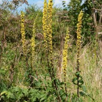 Dark Mullein